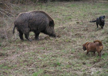 cinghiale