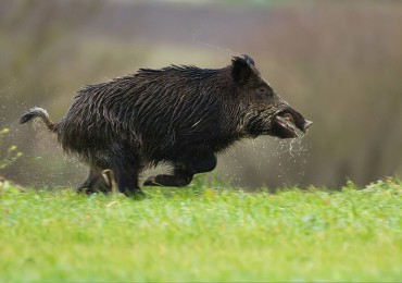 cinghiale corre