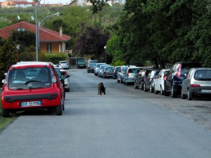 cinghiale a spasso