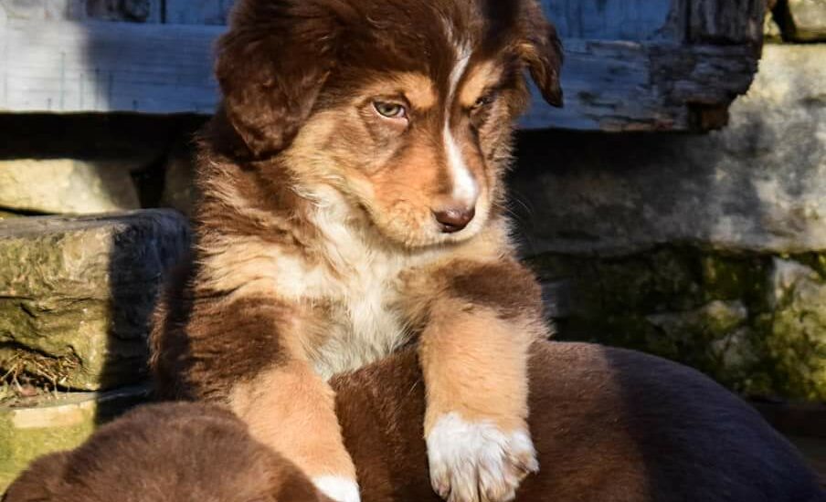 Appello A Chi Ama Gli Animali Ad Agnone 3 Cagnolini In Cerca Di Padrone