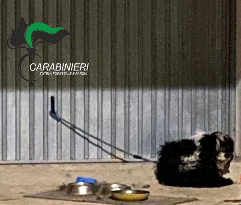 Cane legato ad una catena per giorni, i Forestali denunciano i ...
